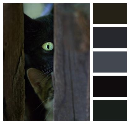 Hidden The Cat Black Image